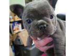 French Bulldog Puppy for sale in Davenport, IA, USA