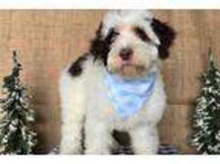 Portuguese Water Dog Puppy for sale in Canton, OH, USA