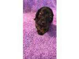 Dachshund Puppy for sale in Rochester, MN, USA