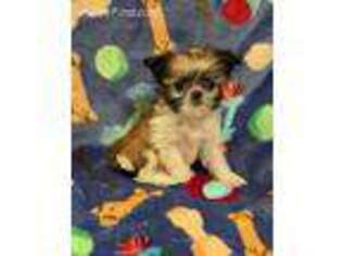 Mi-Ki Puppy for sale in Shawnee, KS, USA