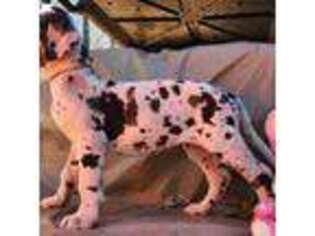 Great Dane Puppy for sale in Williamston, SC, USA