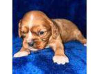 Cavalier King Charles Spaniel Puppy for sale in Big Clifty, KY, USA