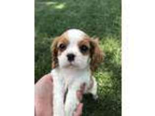 Medium Photo #1 Cavalier King Charles Spaniel Puppy For Sale in Fortuna, MO, USA