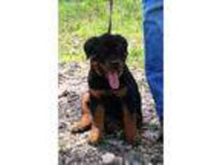 Rottweiler Puppy for sale in Carthage, MO, USA