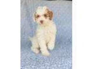 Cavapoo Puppy for sale in Elkton, KY, USA