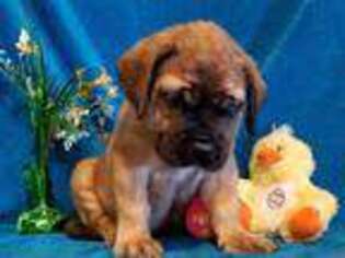 Mastiff Puppy for sale in Morriston, FL, USA