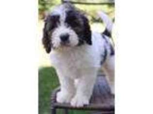 Saint Berdoodle Puppy for sale in Middlebury, IN, USA