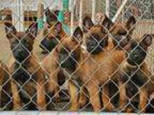 Belgian Malinois Puppy for sale in Claremont, CA, USA