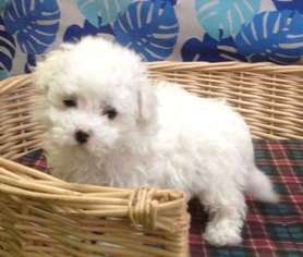 Bichon Frise Puppy for sale in Denver, CO, USA