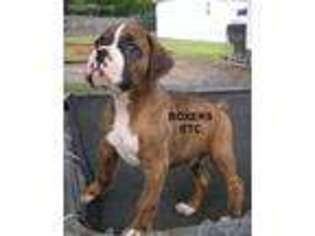 Boxer Puppy for sale in Nicholls, GA, USA