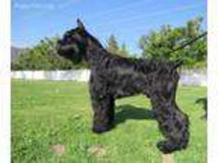Mutt Puppy for sale in Pasadena, CA, USA