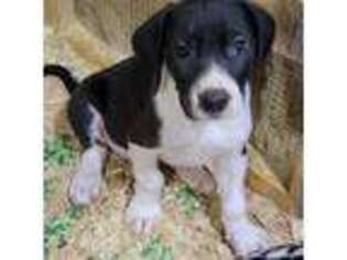 Great Dane Puppy for sale in Richmond, MN, USA
