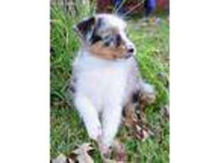Australian Shepherd Puppy for sale in Commerce, TX, USA