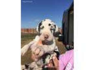 Great Dane Puppy for sale in Grandview, TX, USA