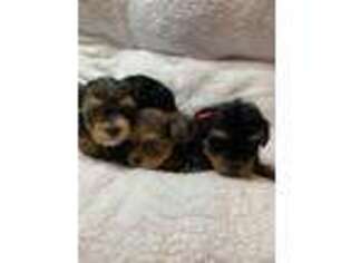 Yorkshire Terrier Puppy for sale in Jersey City, NJ, USA
