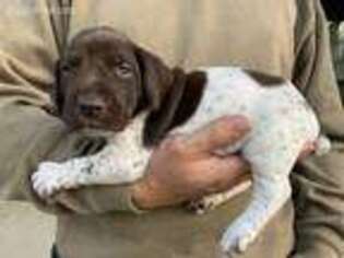 German Shorthaired Pointer Puppy for sale in Elizabethtown, KY, USA