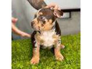 American Bulldog Puppy for sale in Hialeah, FL, USA