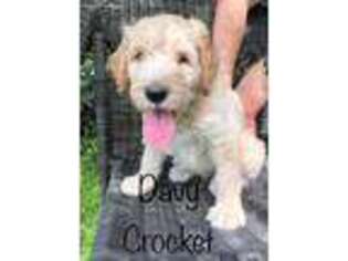 Goldendoodle Puppy for sale in Friendswood, TX, USA