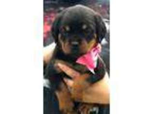 Rottweiler Puppy for sale in Interlachen, FL, USA