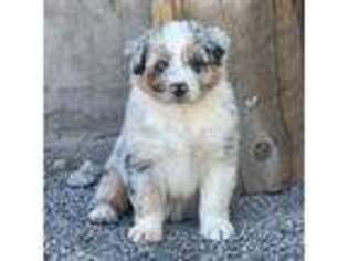 Australian Shepherd Puppy for sale in Salt Lake City, UT, USA