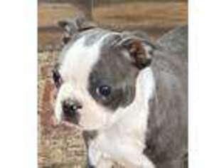 Boston Terrier Puppy for sale in Luther, OK, USA