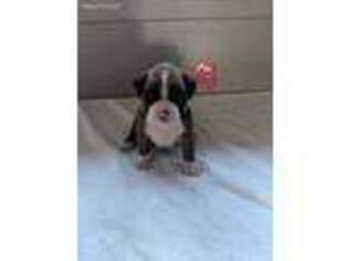 Boxer Puppy for sale in Arcola, IL, USA