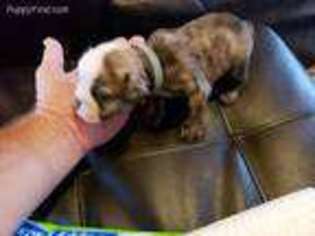 Bulldog Puppy for sale in Martinsville, VA, USA