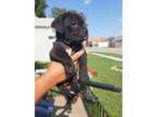 Cane Corso Puppy for sale in Herington, KS, USA