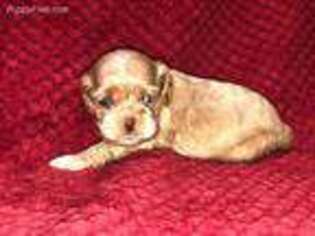 Cocker Spaniel Puppy for sale in Liberty, TX, USA