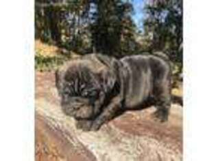 Bulldog Puppy for sale in Clinton, MS, USA