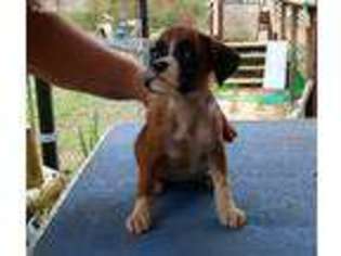 Boxer Puppy for sale in Gilmer, TX, USA