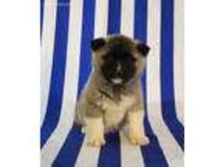 Akita Puppy for sale in New Haven, IN, USA