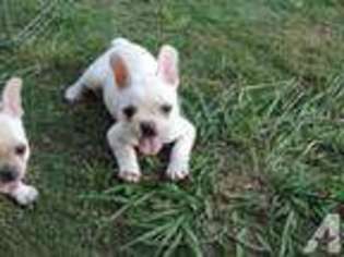 French Bulldog Puppy for sale in KEMPNER, TX, USA
