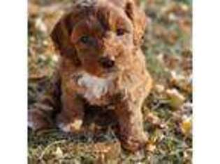 Cavapoo Puppy for sale in Albert Lea, MN, USA