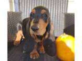 Basset Hound Puppy for sale in Durham, NC, USA