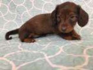 Dachshund Puppy for sale in Ozark, MO, USA