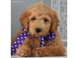 Goldendoodle Puppy for sale in Carson City, MI, USA
