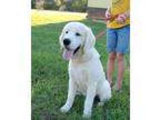 Golden Retriever Puppy for sale in Ben Wheeler, TX, USA