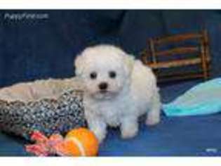 Bichon Frise Puppy for sale in Norman, OK, USA