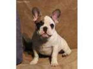 French Bulldog Puppy for sale in Danville, PA, USA