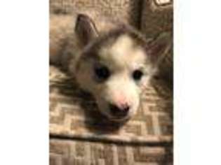 Siberian Husky Puppy for sale in Ypsilanti, MI, USA