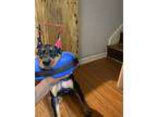 Doberman Pinscher Puppy for sale in Riverdale, GA, USA