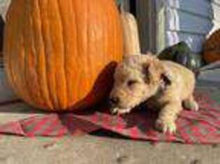 Goldendoodle Puppy for sale in Plainfield, IL, USA