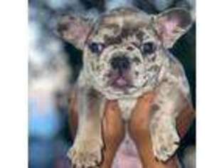 French Bulldog Puppy for sale in Union City, NJ, USA