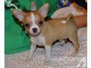 Chihuahua Puppy for sale in REDONDO BEACH, CA, USA