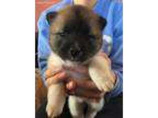 Akita Puppy for sale in Iron River, MI, USA