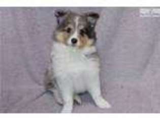 Shetland Sheepdog Puppy for sale in Corvallis, OR, USA