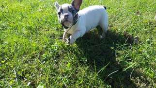 French Bulldog Puppy for sale in Sidney, IA, USA