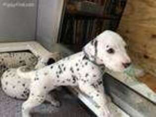 Dalmatian Puppy for sale in Brooksville, FL, USA