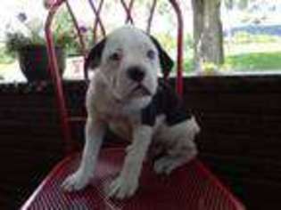 Alapaha Blue Blood Bulldog Puppy for sale in Ironton, OH, USA